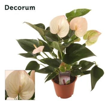 Anthurium Fantasy Sprite