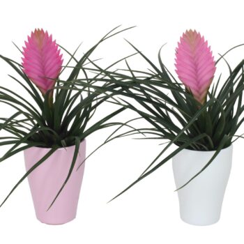 Tillandsia cyanea 'Anita' In Carly wit en roze