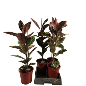 Ficus elastica Belize 85cm