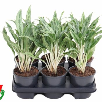 Aglaonema Grey Hound