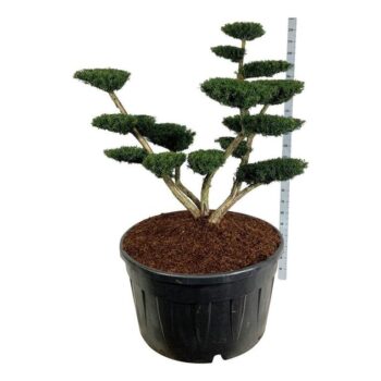 Taxus media 'Densiformis'