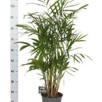 Chamaedorea Seifrizii