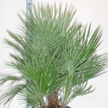 CHAMAEROPS HUM HYDRO