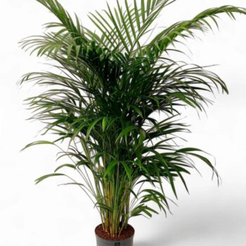 dypsis hydro