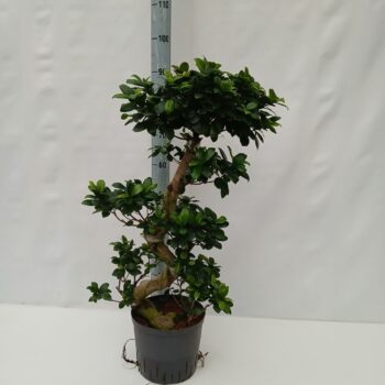 FICUS MICROCARPA HYDRO