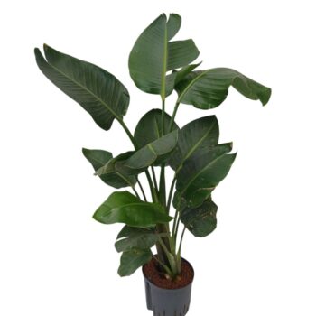 STRELITZIA NICOLAI HY