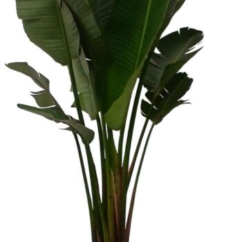 STRELITZIA NICOLAI HY