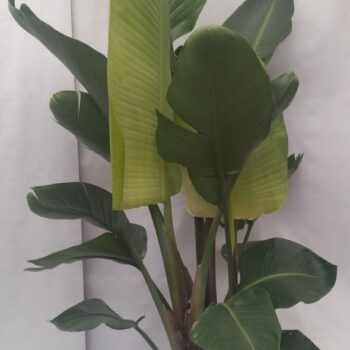 STRELITZIA NICOLAI HY