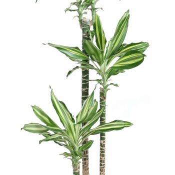 Dracaena Silver Dream 90-60-30