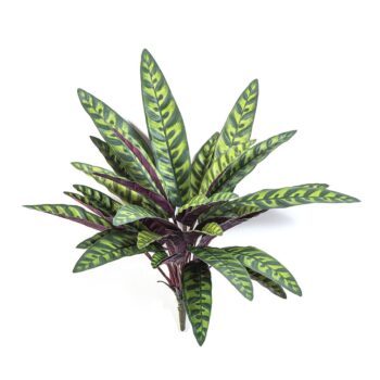 Calathea peacock plant