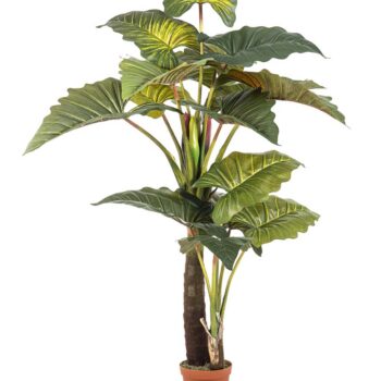 Colocasia giant leaf tree