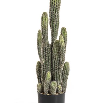 Column cactus