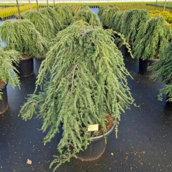 Tsuga can. 'Pendula'