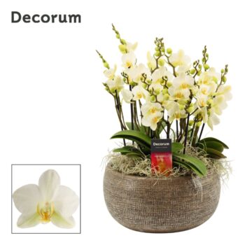 Bianca dazzling Lausanne 9+ tak symphony (Deco-collection)