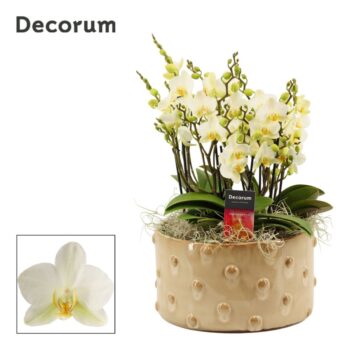 Belle dazzling Lausanne 9+ tak symphony (Deco-collection)