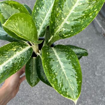 Green Agla ‘Anouk’ (Aglaonema)