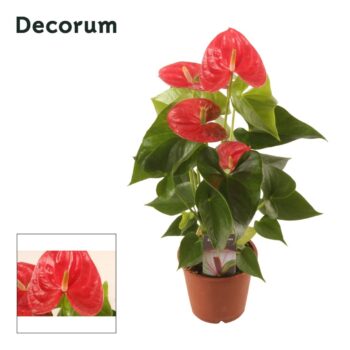 Anthurium New Pink