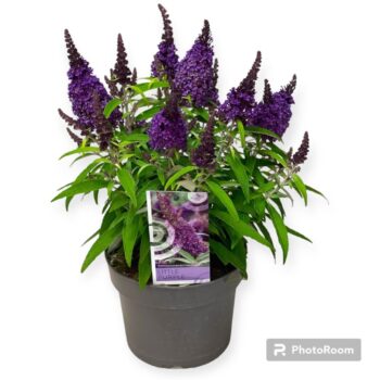 Buddleja dav. Butterfly Candy 'Little Purple'