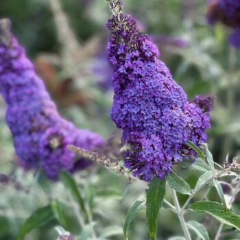 Buddleja Buzz 'Sky Blue'
