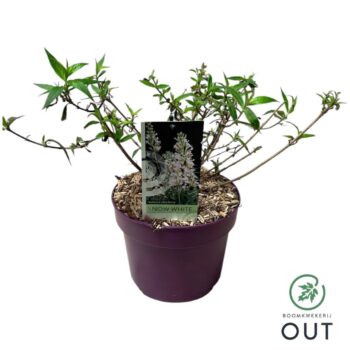 Buddleja dav. Free Petite 'Snow White'
