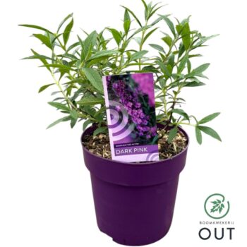 Buddleja dav. Free Petite 'Dark Pink'
