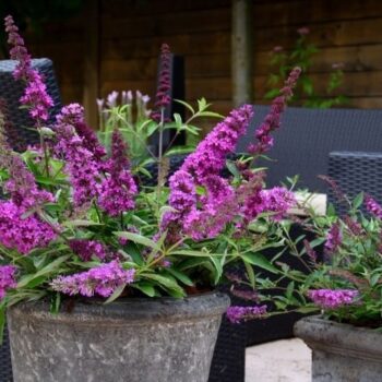 Buddleja dav. Free Petite 'Tutti Fruitti'