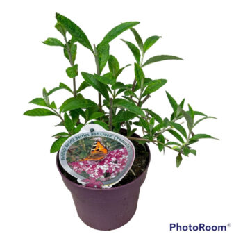 Buddleja dav. Berries & Cream