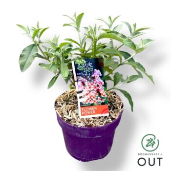 Buddleja wey. 'Flower Power'