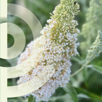 Buddleja dav. Buzz 'Ivory'