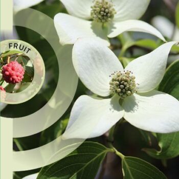 Cornus kousa 'China Girl'