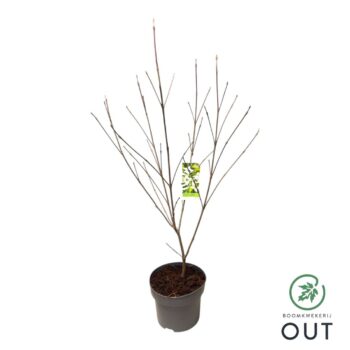 Cornus kousa 'Milky Way'