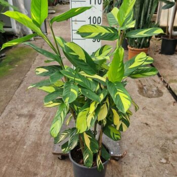 Ctenanthe Pilosa 'Golden Mosaic' 100