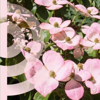 Cornus kousa 'Satomi'