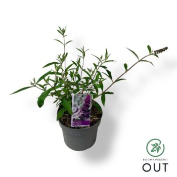 Buddleja dav. 'Black Knight'