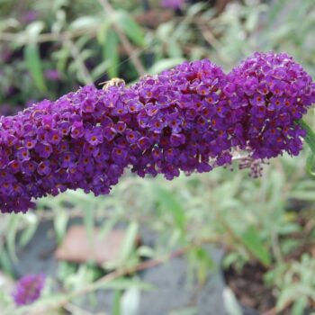 Buddleja dav. 'Black Knight'