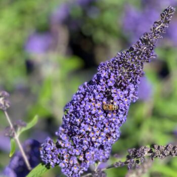 Buddleja dav. 'Ellen's Blue'