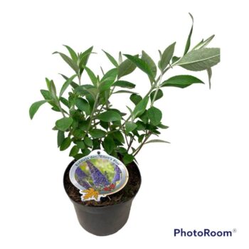 Buddleja dav. 'Ellen's Blue'