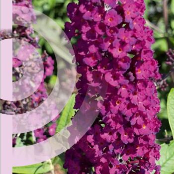 Buddleja dav. 'Royal Red'