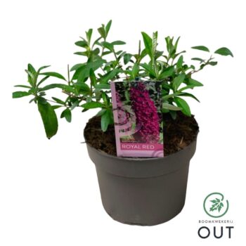 Buddleja dav. 'Royal Red' P19