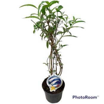 Buddleja dav. 'White Profusion' 50-60 P19