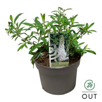 Buddleja dav. 'White Profusion' P19