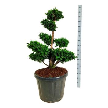 Chamaecyparis o. 'Teddy Bear'