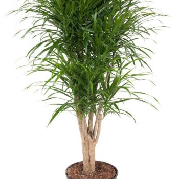 Dracaena Anita branched stem