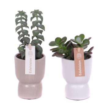 Succulent 5,5 cm in kyoto pot met etiket (kopie)