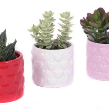 Succulent 5,5 cm in 3 kleuren keramieke pot met hartjes
