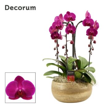 Aurelie cascade 3 tak symphony purple (Deco-collection)