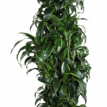 Dracaena Dorado branched