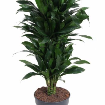 Dracaena Green Jewel branched