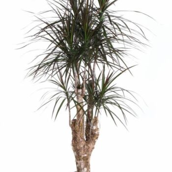 Dracaena Magenta branched