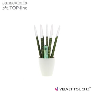 Sansevieria VELVET TOUCHZ® wit in keramiek Osaka